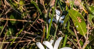 Image result for Tricliceras mossambicense