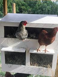 Eggs should be collected daily, but chickens are more likely to add to an existing clutch of eggs than to start a new one. 50 Surprising Chicken Nesting Box Ideas Backyard Poultry