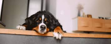 sterilizaciya i kastraciya sobak zachem nuzhno i kak podgotovit pitomca