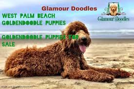 Multigeneration australian labradoodles are non shedding and allergy friendly. Labradoodle Puppies Training Florida Labradoodle Puppy Puppy Training Puppies