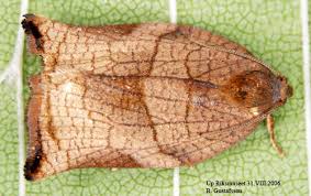 Image result for Archips podanus