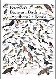Feeds on amphibians, reptiles, small mammals and birds, large insects. Amazon Com Earth Sky Water Poster Peterson S Backyard Birds Of Southern California Posters Prints
