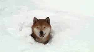 See more ideas about doge, doge meme, funny animals. Can T Come In Due To A Snow Doge Gif On Imgur