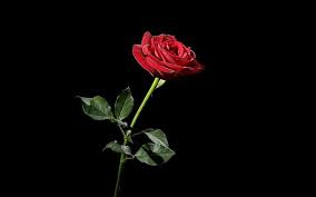 Red Rose Flower Black Background Flowering Plant Freshness Hd Wallpaper In 2020 Wallpaper Iphone Roses Black Backgrounds Black Background Wallpaper