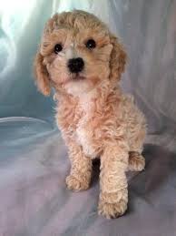 Typical 7 week old buff cockapoo puppies.i have been raising cockapoos since 1988. Cockapoo Puppies For Sale Cockapoo Breeder In Iowa Spaniel Puppies For Sale Cockapoo Breeders Cockapoo