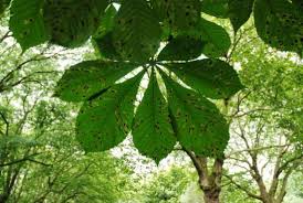 Green chestnut leaves tree chestnut chestnut leaf leaf names leaf chestnut horse chestnut isolated chestnut branch branch of chestnut chestnuts isolated on white background chestnuts leaf. Horse Chestnut Yale Nature Walk