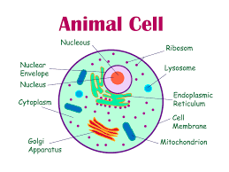 Check spelling or type a new query. The Animal Cell Diagram Vector Illustration On White Background In 2021 Animal Cell Cell Diagram Plant Cell Diagram
