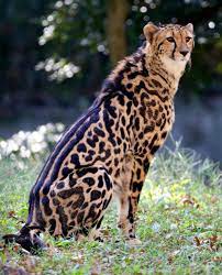 King Cheetah Sitting In The Shade Both Parents Must Carry The Mutation That Produces Those Wonderful Black Markings In Its Fur Animals Wild Wild Cats Animals