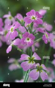 Image result for Malcolmia maritima