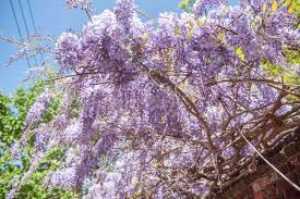 Spring is the best time to plant, so visit your nearest moon valley nurseries location and allow our nursery pros to help you select the perfect colorful trees some say that the flowers smell like a favorite grape drink, oh yea! Best Fragrant Trees For Your Landscaping