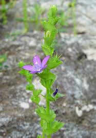 Image result for Tridactyle filifolia