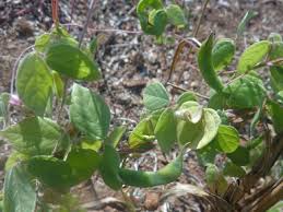 Image result for Macrotyloma uniflorum