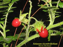 Image result for Solanum sisymbriifolium