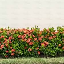 Image result for Ixora nana