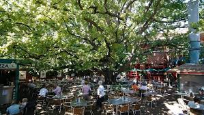 Image result for beautiful tree at oaks hotel neutral bay sydney