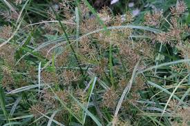 Image result for Cyperus tenuiculmis