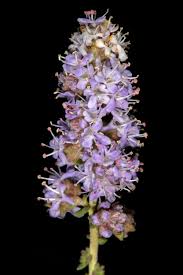 Image result for Selago albomarginata