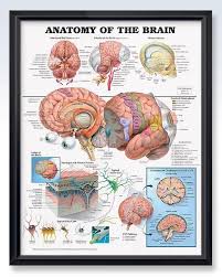 It is the most complex organ in a vertebrate's body. Anatomy Of The Brain Chart 20x26 Brain Anatomy Human Brain Anatomy