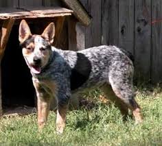 Australian cattle dog kansas city, kansas, united states we have 9 months old female blue heeler puppy to be rehomed. Australian Cattle Dog Breed Information And Photos Thriftyfun