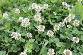 Bonide bnd 0613 clover weed killer. Growing Clover In The Lawn The Old Farmer S Almanac