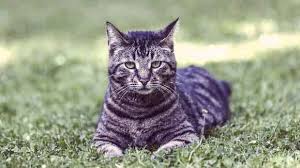 960 x 1280 jpeg 185 кб. Striped And Tabby Cat Breeds And Types Petcarerx
