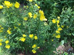 Oenothera Fruticosa Sundrop In June Second Year Bloom Plants Flowers
