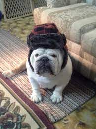 Myllie Not Happy With Her Winter Hat Bulldog Puppies Bulldog Dog Cat