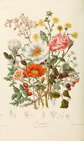 Wildflower Art Botanical Illustration Vintage Botanical Print Flower Wall Art Instant Dow Botanical Illustration Vintage Botanical Drawings Flower Illustration