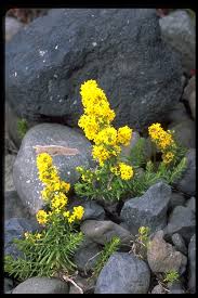 Image result for Galium verum