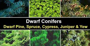 Specific directions will vary, but knowing your growing zone is important. 32 Dwarf Conifers Dwarf Pine Spruce Cypress Juniper Yew Pictures