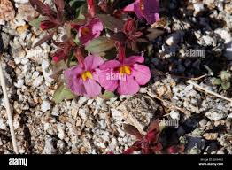 Image result for Phrymaceae