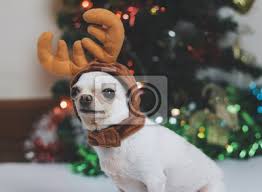 By the end of this article, you'll. White Short Hair Chihuahua With Deer Horn Hat Leinwandbilder Bilder Welpen Doggy Kostum Myloview De