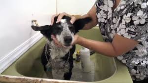 Kopeginiz Icin Dogru Banyo Nasil Olmali Kopek Nasil Yikanir Youtube