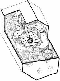 We did not find results for: The Molecular Biology Of Plant Cells