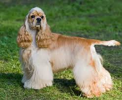 Must-Have косметика для породы — Американский кокер-спаниель | Monbon