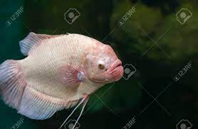 We did not find results for: Rear Freshwater Fish White Anabas Testudineus In An Aquarium Stock Photo Picture And Royalty Free Image Image 97823680