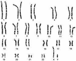 Typically, human females have two x chromosomes while males possess an xy pairing. Https Www Karger Com Book Pdf 271658