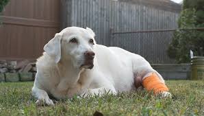 Image result for mastocytoma in dogs