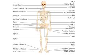 On average, it is about 20 inches long, according to infoplease. Biology Skeleton System