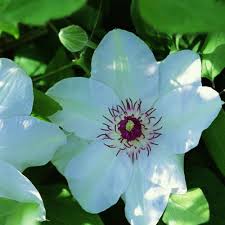 Image result for Clematis dolichopoda