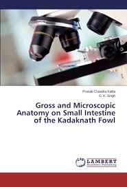 In conclusion, we have described the anatomy of the. G K Singh Gross And Microscopic Anatomy On Small Intestine Of The Kadaknath Fowl Paperback Book 2014