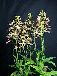 Image result for Habenaria unifoliata