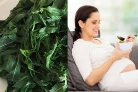2 ikat daun singkong muda, 100 gr teri medan, 800 ml santan, 3 cm lengkuas (memarkan), 4 lembar daun salam, 3 lembar daun jeruk, 2 batang sereh (memarkan), secukupnya garam, kaldu ayam bubuk, penyedap (optional), 12 cabai merah keriting, 5 cabai rawit merah. Sehari Hari Cuma Jadi Lauk Nasi Padang Ternyata Daun Singkong Bisa Menyelamatkan Nyawa Ibu Hamil Ini Yang Jadi Alasannya Semua Halaman Sajian Sedap