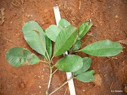 Image result for Manilkara obovata