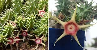 Image result for Huernia verekeri