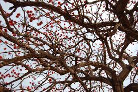 Image result for Erythrina abyssinica