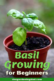 10 Simple Tips How To Grow Basil From Seed The Gardening Dad In 2021 Growing Basil Growing Basil Indoors Basil