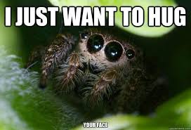 33 Awesome Cute Spider Meme Images Spider Meme Animal Antics Memes
