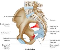 The bony pelvis & gender differences in pelvic anatomy. Musculoskeletal Pelvic Anatomy Sciencedirect