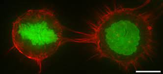 Jul 04, 2020 · plant cell diagram. Cell Cortex Wikipedia